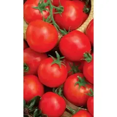 Семена Томат Ранний 83 (а/ф Уральский Дачник)