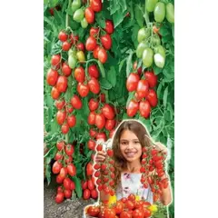 Семена Томат Чудо чудное F1 (а/ф Уральский Дачник)