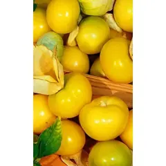 Семена Физалис Кондитер (а/ф Уральский Дачник)