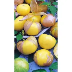 Семена Физалис Королек (а/ф Уральский Дачник)