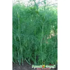 Семена Укроп Аллигатор (2г. а/ф Русский Огород)