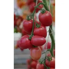 Семена Томат КАМЕЛОТ F1 10 шт, Эксклюзив (а/ф Наш сад)