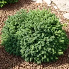 Ель сизая (канадская) Эхиниформис