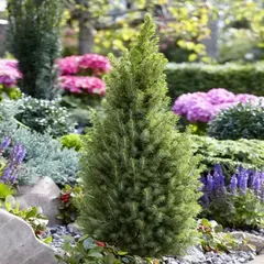 Ель сизая (канадская) Перфекта