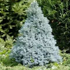 Ель сизая (канадская) Сандерс Блю