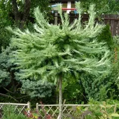 Лиственница Кемпфера Блю Дварф на штамбе