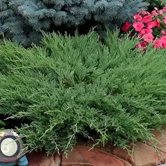 Можжевельник горизонтальный Андорра Компакт