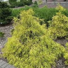 Кипарисовик горохоплодный Филифера Ауреа