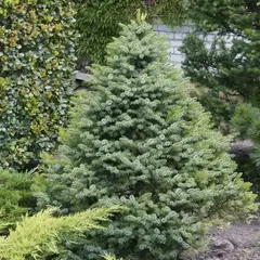 Ель сербская Нана