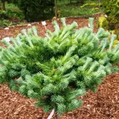 Лиственница Кемпфера Купидо