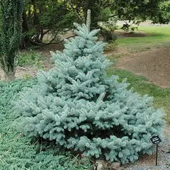 Ель колючая Блю Тринкет