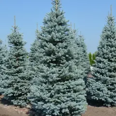 Ель колючая Клостер Мариенстем на штамбе