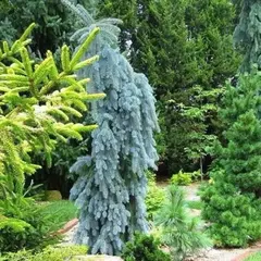 Ель колючая Блюз