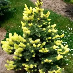 Ель колючая Майголд