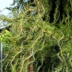 Лиственница Кемпфера Диана на штамбе