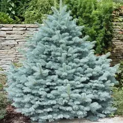 Ель колючая Маджестик Блю