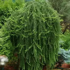 Лиственница европейская Пули на штамбе