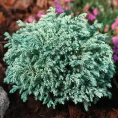 Кипарисовик горохоплодный Бэби Блю