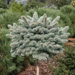 Ель колючая Глаука Компакта на штамбе