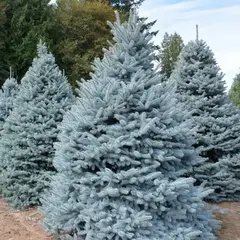 Ель колючая Спек