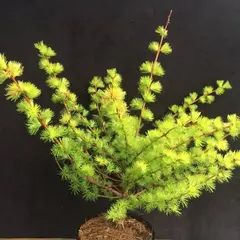 Лиственница Кемпфера Мэджик Голд