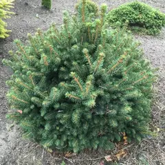 Ель обыкновенная Петра