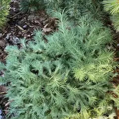 Лиственница Кемпфера Литтл Машрум