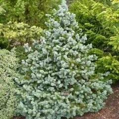 Ель колючая Доннаc Рейнбоу