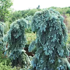 Ель колючая Глаука Пендула