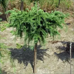 Лиственница Кемпфера Литтл Богл на штамбе