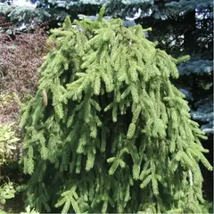 Ель обыкновенная Инверса