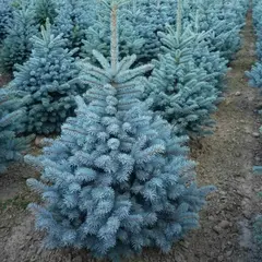 Ель колючая Супер Блю Сидлинг