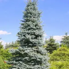 Ель колючая Ольденбург