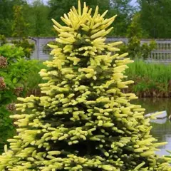 Ель колючая Майлголд