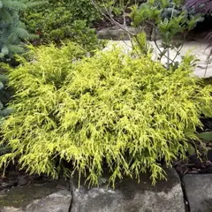 Кипарисовик горохоплодный Филифера Ауреа Нана