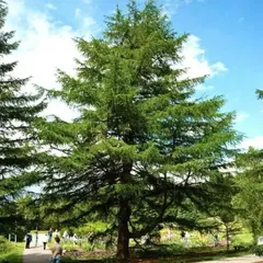 Лиственница Кемпфера