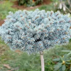 Ель колючая Блаукиссен на штамбе