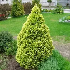 Ель сизая (канадская) Рэйнбоуз Энд