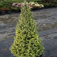 Ель сизая (канадская) Сан он де Скай