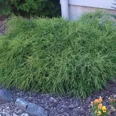 Кипарисовик горохоплодный Филифера Нана