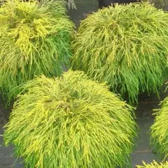 Кипарисовик горохоплодный Санголд