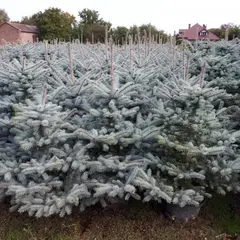 Ель колючая Блю Даймонд