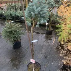 Ель колючая Глаука Глобоза на штамбе