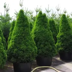 Ель сизая (канадская) Коника