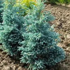 Кипарисовик горохоплодный Болевард