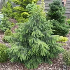 Ель Бревера