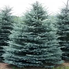 Ель колючая Мисти Блю