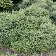 Ель обыкновенная Пумила Глаука