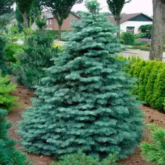 Пихта одноцветная
