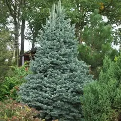 Пихта субальпийская Аргентеа